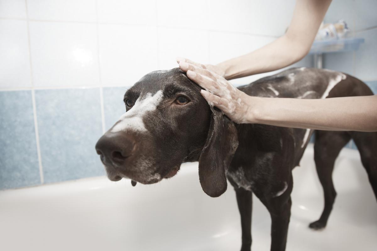 allergen i miljöer motverkas med bra tvätt- och hudvårdsrutiner för hunden